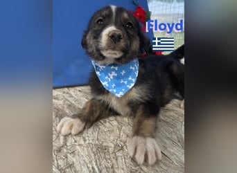 Floyd,geb.02/25,süßer Hundebub sucht seine Familie