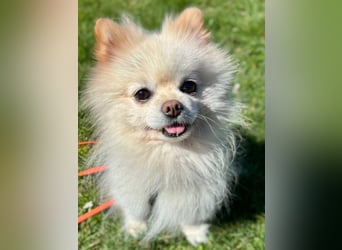 Bailey - der Liebe