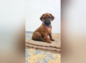 Rhodesian Ridgeback Welpen