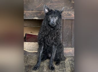 Priska: Für Menschen mit Herz und Hundeverstand