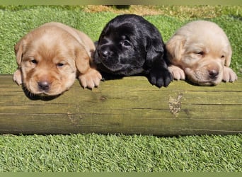Edle Labrador Welpen (Schwarz/Foxred/Creme) mit Ahnentafel, Nachkommen von Champions