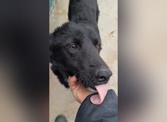 liebe Border Collie- kroatischer Schäferhund Mischling Lisa sucht ...