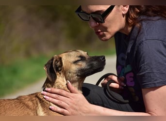Buffy ist ein fröhlicher, aktiver Hund