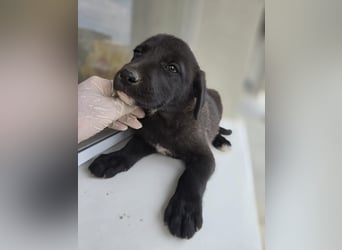 Ruby - sitzt auf gepackten Köfferchen