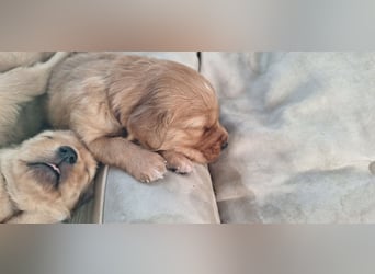Golden Retriever Welpen