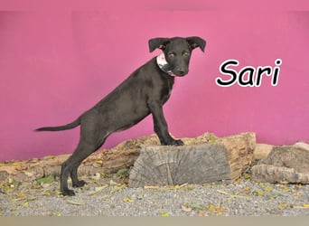 Darf Sari bei Ihnen einziehen?