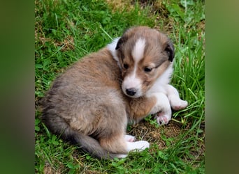 Colliewelpen aus über 40Jahren Zucht