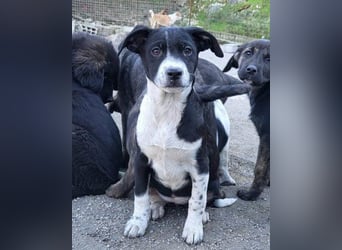 Wunderbare ♥♥ Wilma ♥♥ wartet bereits in 04157 Leipzig auf ihre Für-Immer-Menschen