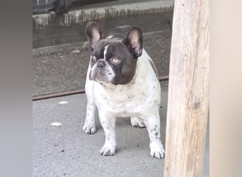 KUDU - SÜßE BULLDOGGE