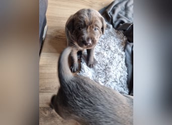 Labrador Retriever chacoral/Silber