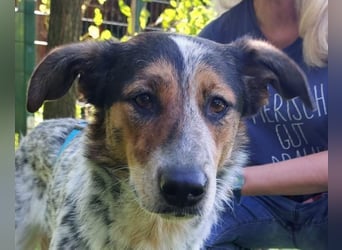 ♥LILLI♥ verliert ihr Zuhause in Reichshof-sehr liebe, sanfte Seele mit ihrem besonderen Äußeren 55cm