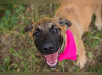 Chip 245967: Hundekind sucht ein Zuhause