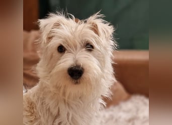 Bess, fröhlicher Westhighland White Terrier Welpe, geb. 2025