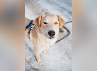 Labrador-Mix Mozart sucht Familie