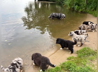 BernerSenne/ Australian Shepard