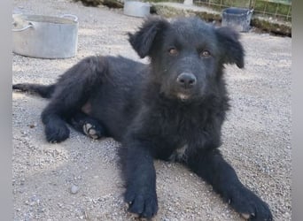 GORDI❤️liebes, verschmustes kroat. Schäferhund-Mix-Mädel