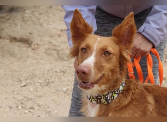 MOON-freundlich, offen, durch und durch sozial lieb sie den Kontakt zu Mensch und Hund