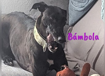 Bámbola 02/2023 (in Deutschland) - lebensfrohe, liebevolle und neugierige Galga!
