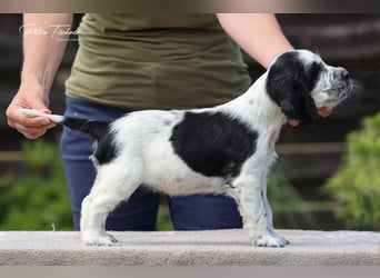 SPRINGER SPANIEL WELPEN
