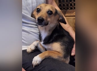 MISSY, Hündin, 3 Jahre, 31cm, Mischling, Tierschutz