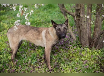 KARA - wer zeigt der hübschen Maus, wie schön ein Hundeleben sein kann?