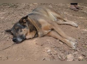 Joy, eine von vier Hunden, die dringend ein neues Zuhause benötigen