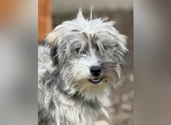 ⭐️CRISBY⭐️, Hündin, 7 Monate, 23 cm, Mischling, Tierschutz