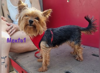Menta1 geb. 03/19 (ESP Pflegestelle) - liebe, anhängliche und verschmuste Yorkshire-Terrier Hündin!