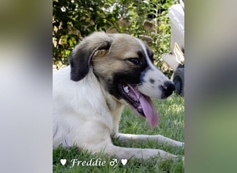 Felix und Freddie suchen absofort ein Zuhause