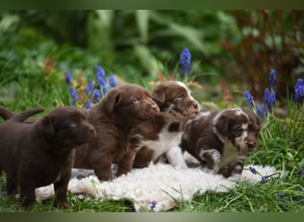 Aussiedor Aussiedorwelpe Welpe Australien Shepherd x Labrador