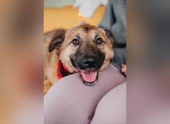 Hundemädchen Chloe sucht Familie