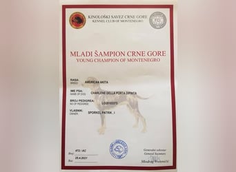 Echte reinrassiger American Akita Hündin