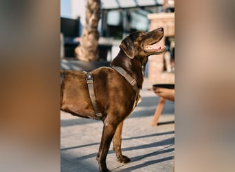 Maffy - Labrador-Mix-Hündin mit Herz sucht ihr Für-immer-Zuhause