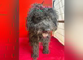 schmusige Puli-Hündin XENA - 2 Jahre, 40cm/12kg 
