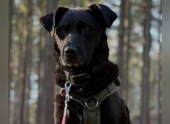 Unsere menschenbezogene Lexi sucht dringend ihre Menschen