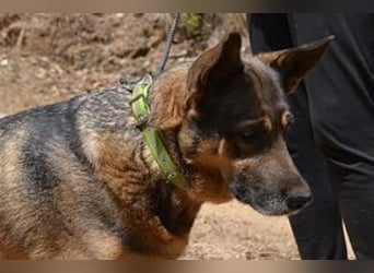 Joy, eine von vier Hunden, die dringend ein neues Zuhause benötigen