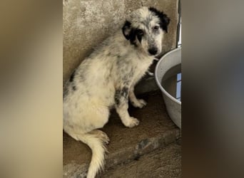 Mila: überfordert im Tierheim