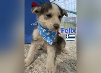 Felix,geb.02/25,hübscher Hundebub sucht seine Familie