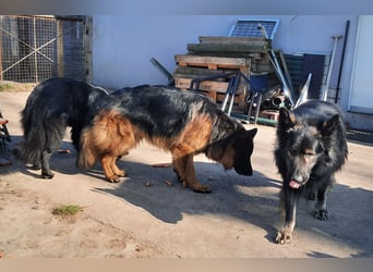 Langstockhaar Schäferhund  Rüde