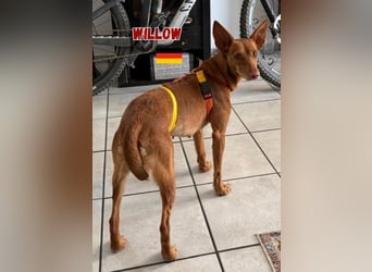 Willow,geb.6/23,liebes Podenco Mädchen sucht ihre Familie,bereits auf PS in 47574 Goch