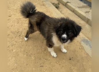 Dalila