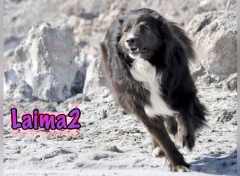 Laima2 01/2021 - sportliche und aufmerksame, wunderschöne Border-Collie-Mix Hündin!