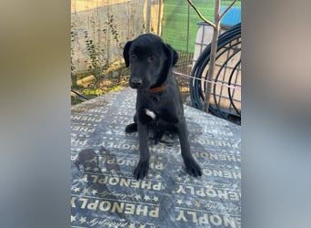 ❤️Labradormix Welpe Nero❤️