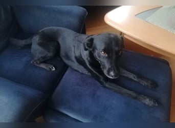 Charly - Großes Herz sucht Familie für ein dauerhaftes Happy End! (78166 Donaueschingen)