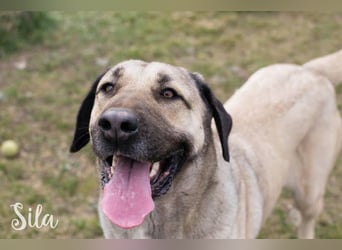 SPIRIT + SILA - die beiden Kangal-Mixe suchen ein gemeinsames Zuhause bei hundeerfahrenen Menschen