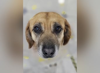 Tolo - freundlicher, verträglicher Senior - keine Kinder, keine Katzen / z.Zt. noch in Rumänien