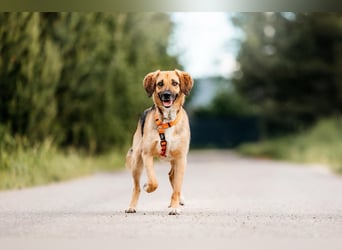 Freundliche Lilo sucht ihre Menschen