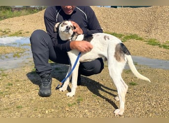 Luigi, Mix Jack Russel Terrier / Beagle , lieb und verträglich