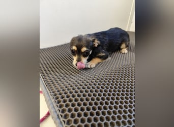 Welpe ALINA - die verspielte und verschmuste kleine Maus träumt von einem eigenen Zuhause