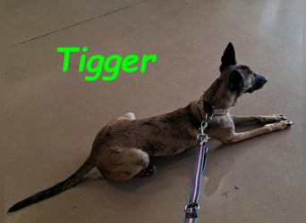 Tigger geb. 07/2024 (ESP) - lebensfroher, kluger und verschmuster Galgo-Podenco-Mix!